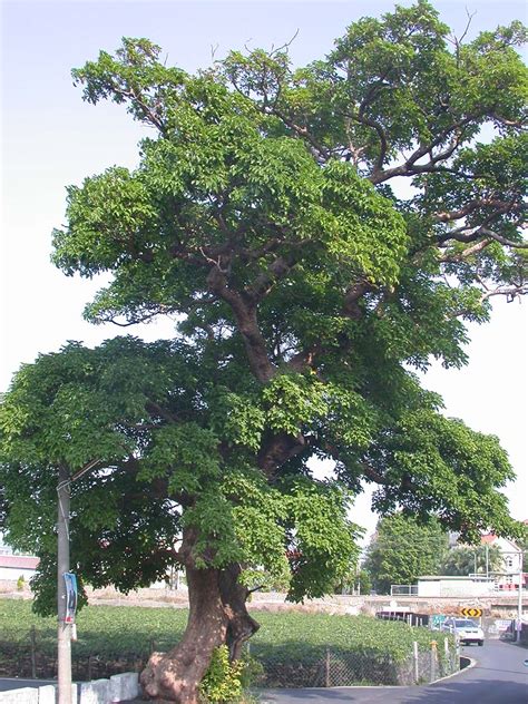 常見樹